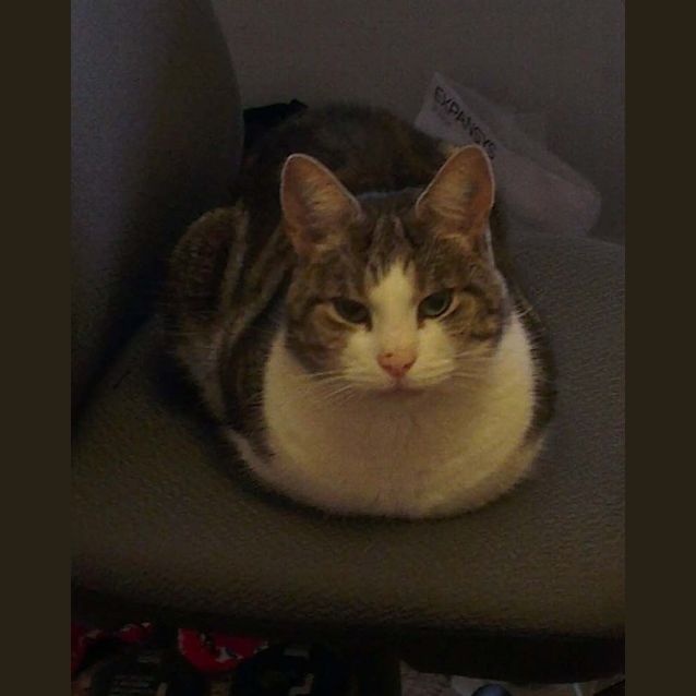 Photo of Thunderpants