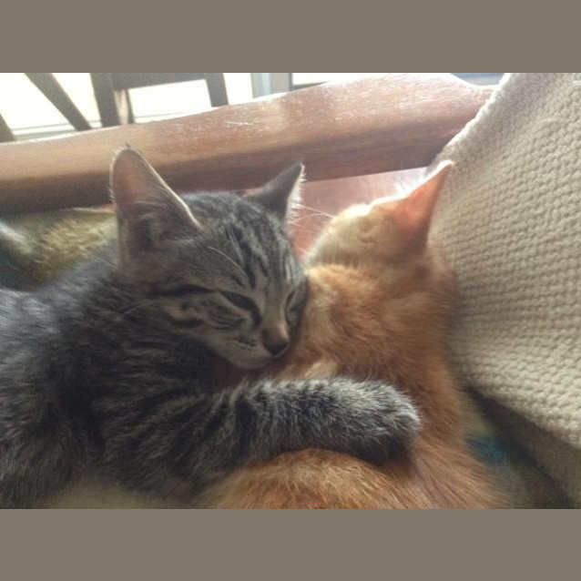 Photo of Jasper & Fforde, *Dual Adoption