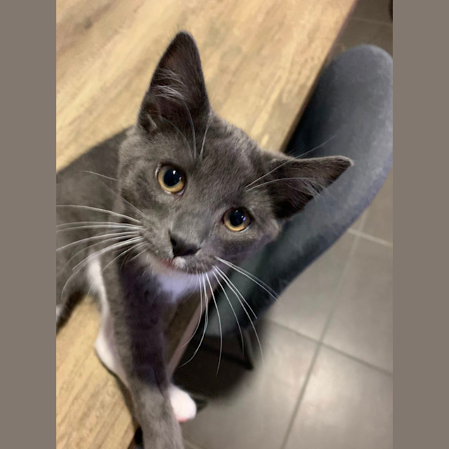 Photo of Smudge