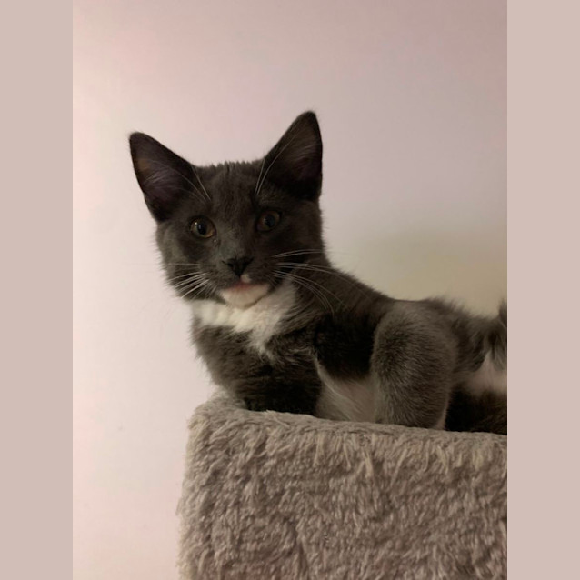 Photo of Smudge