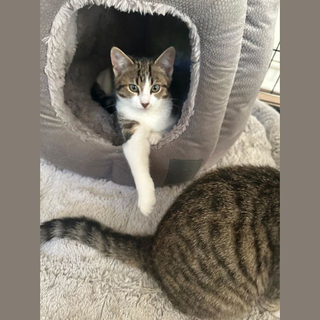 Photo of Nala
