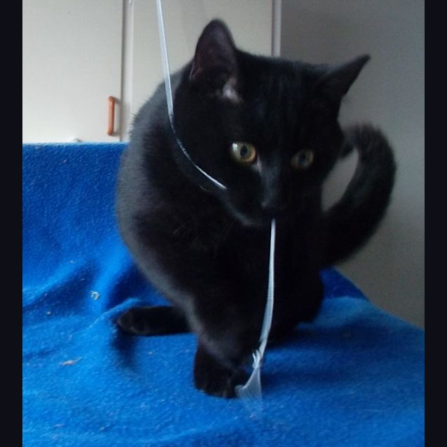 Photo of Fergus