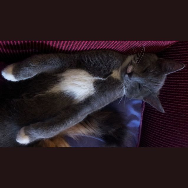 Photo of Simon & Simone (Kittens)