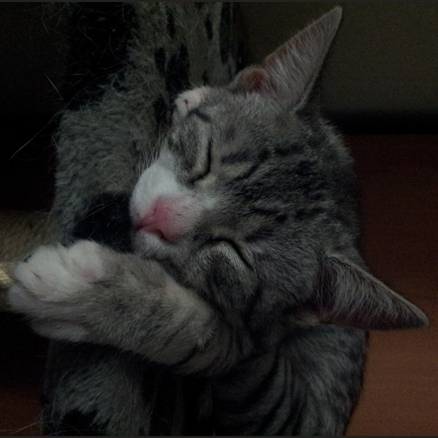 Photo of Petal (Kitten)