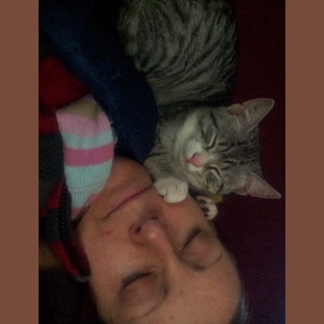 Photo of Petal (Kitten)