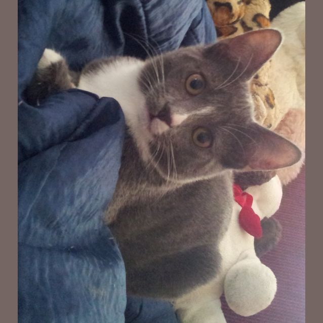 Photo of Simon & Simone (Kittens)