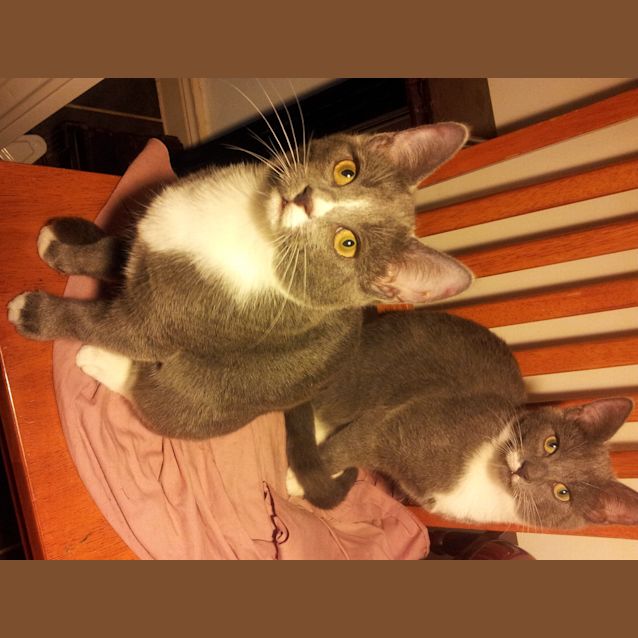 Photo of Simon & Simone (Kittens)
