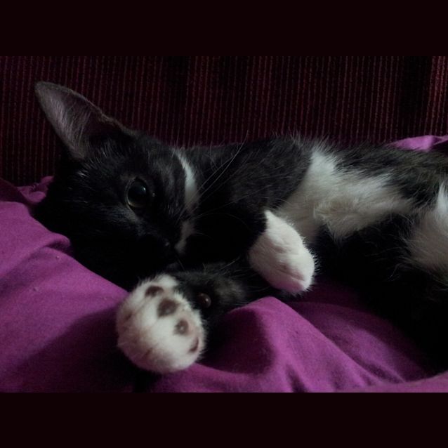 Photo of Ashley (Kitten)