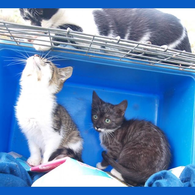 Photo of Ashley (Kitten)