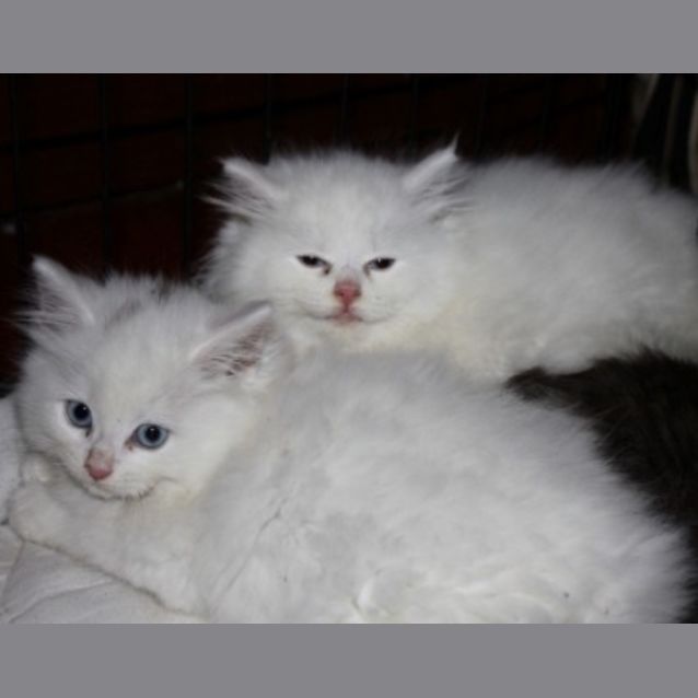 Photo of Casper