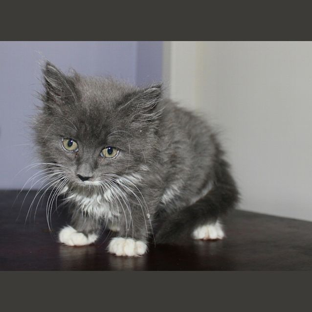 Photo of Zsa Zsa *Pre Adoption
