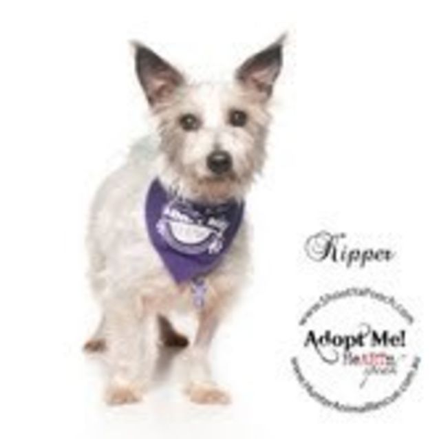 Photo of Kipper