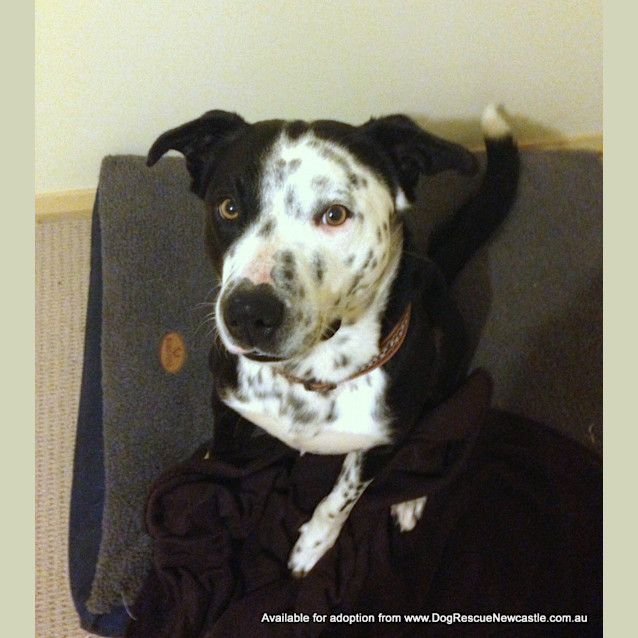 Photo of Tonto (On Trial 17/8/13)