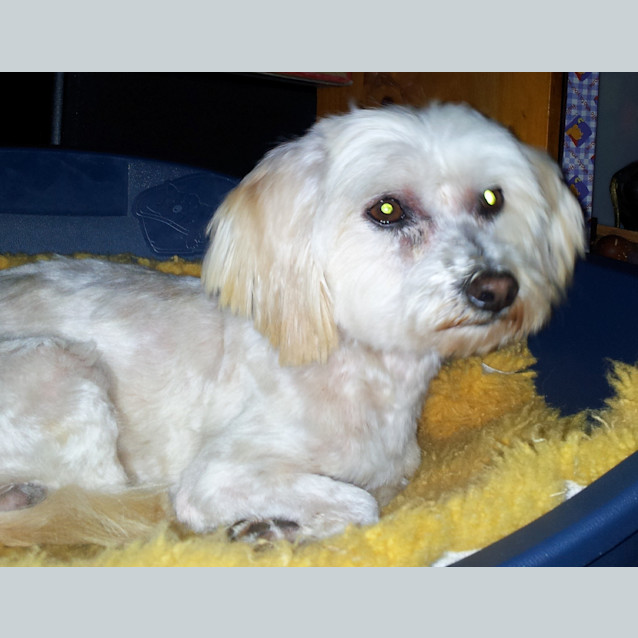 Photo of Buddy