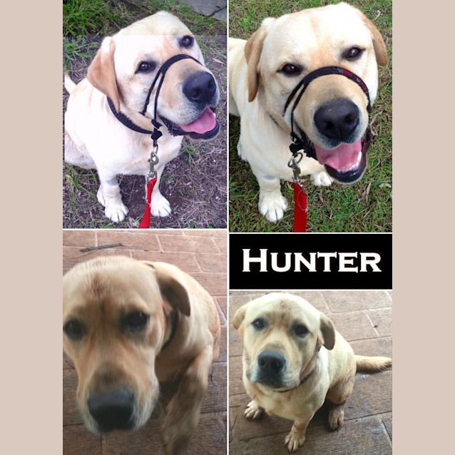 Photo of Hunter
