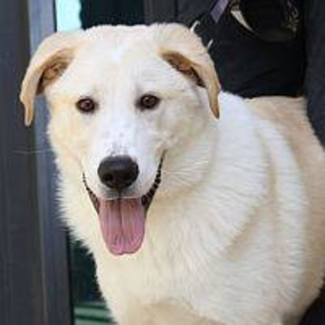 Photo of Bear