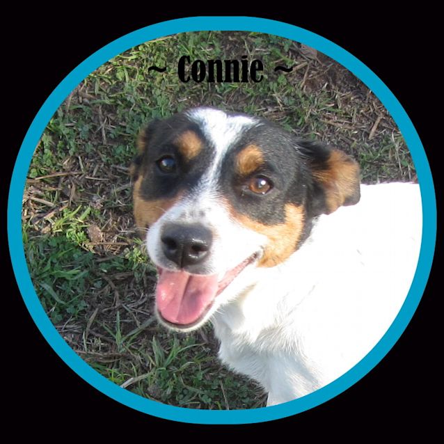 Photo of Connie..An Ideal Family Pooch!