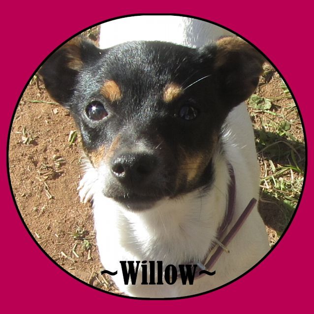 Photo of Willow... Dainty And Delightful!