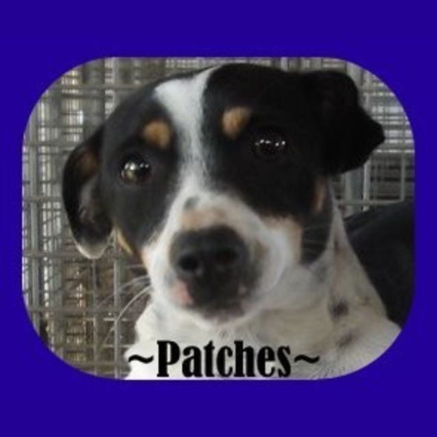 Photo of Patches ... Spunky N Sweet!