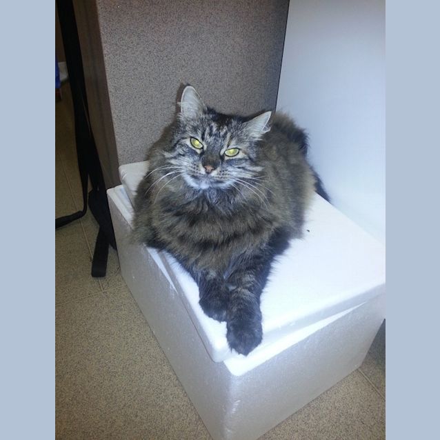 Photo of Fluffy