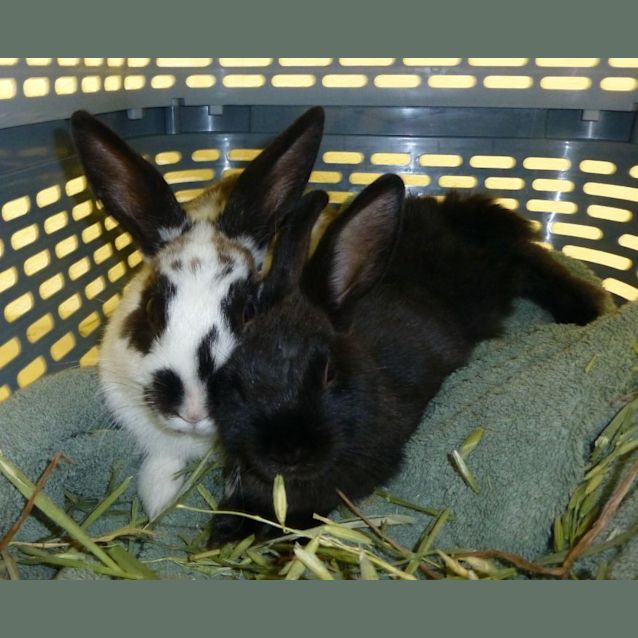 Photo of Captain Jack And Sparrow