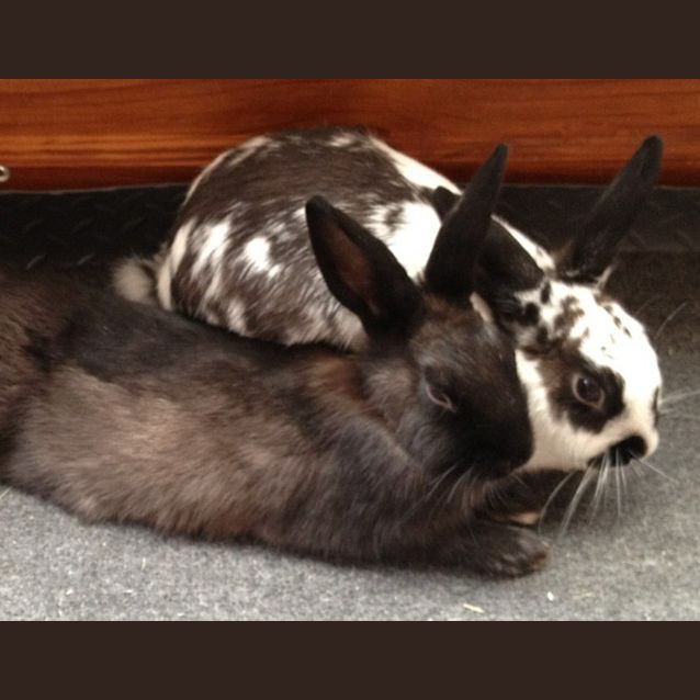 Photo of Captain Jack And Sparrow