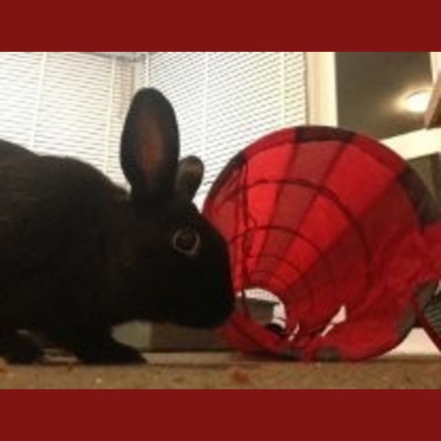 Photo of Captain Jack And Sparrow