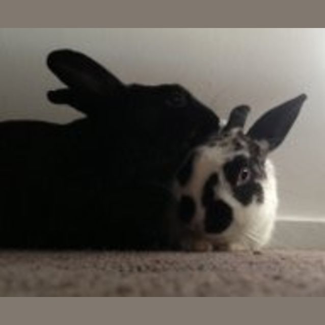 Photo of Captain Jack And Sparrow