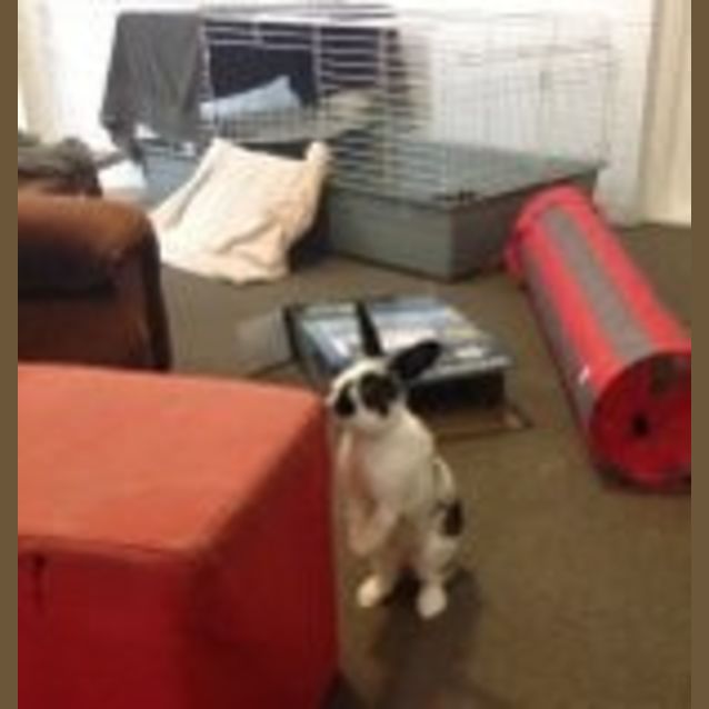 Photo of Captain Jack And Sparrow