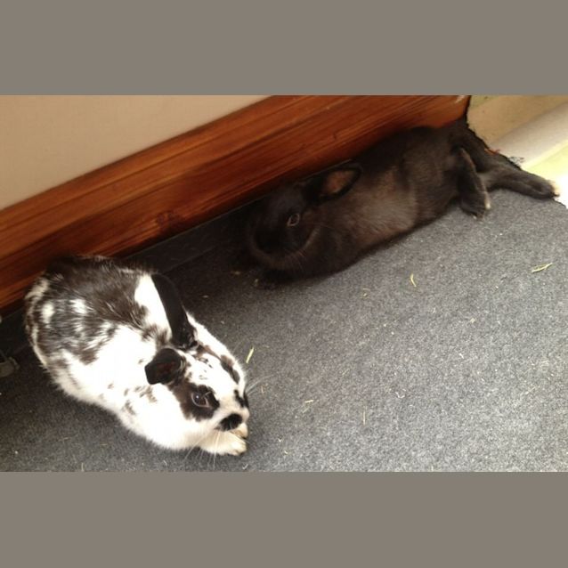 Photo of Captain Jack And Sparrow