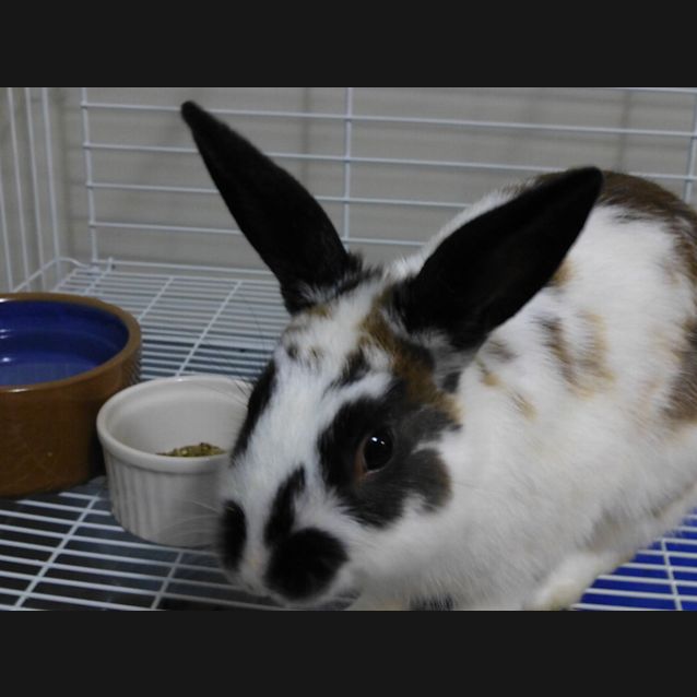 Photo of Captain Jack And Sparrow