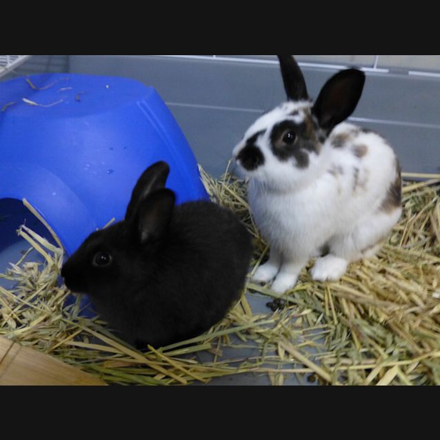 Photo of Captain Jack And Sparrow