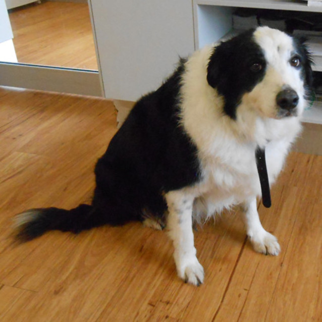 Photo of Milo