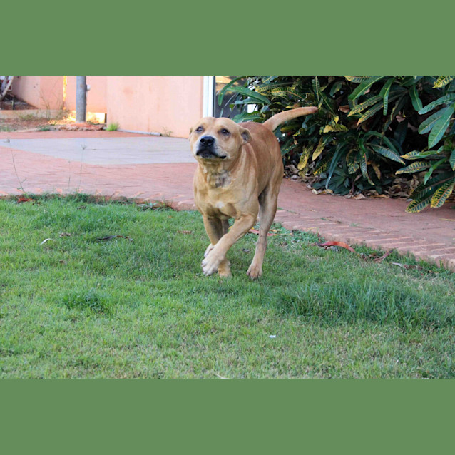 Photo of Mufasa