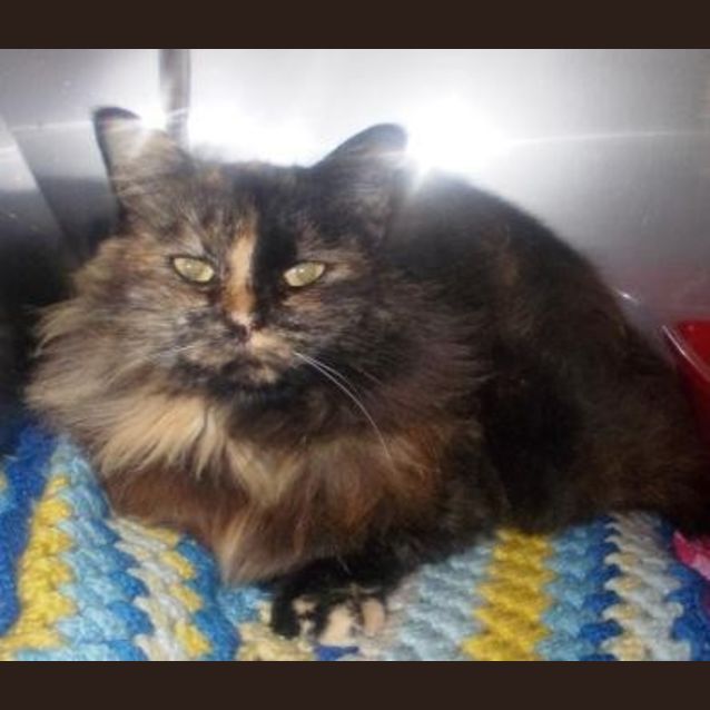 Photo of Tinkerbell