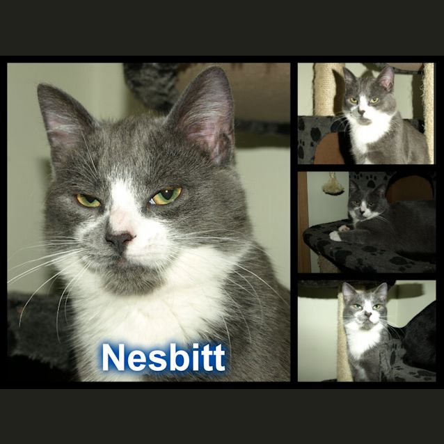 Photo of Nesbitt