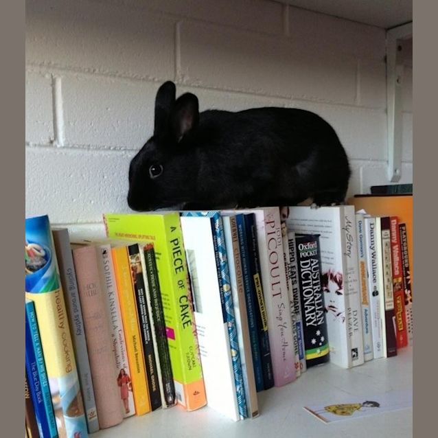 Photo of Captain Jack And Sparrow