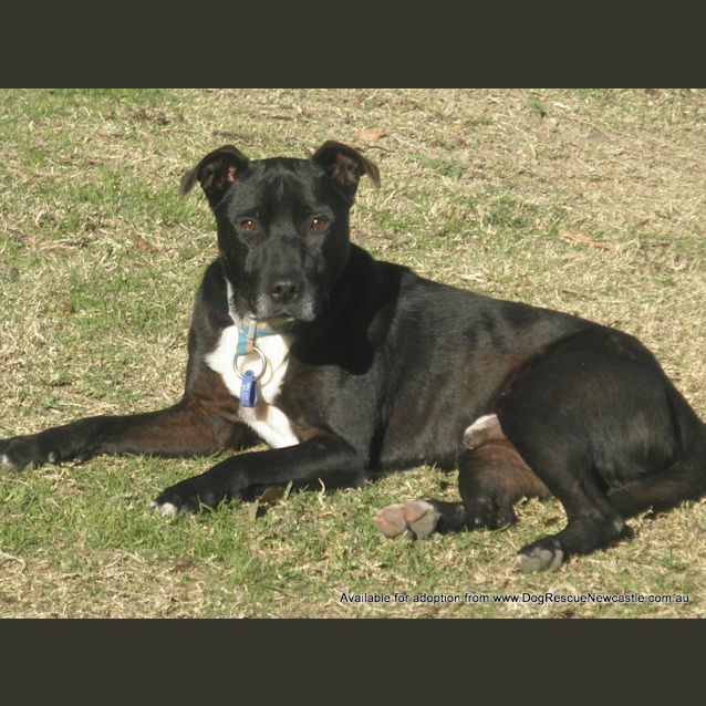 Photo of Jay Jay (Adopted 26/12/13)