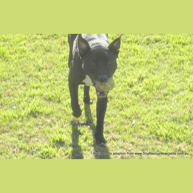 Photo of Jay Jay (Adopted 26/12/13)