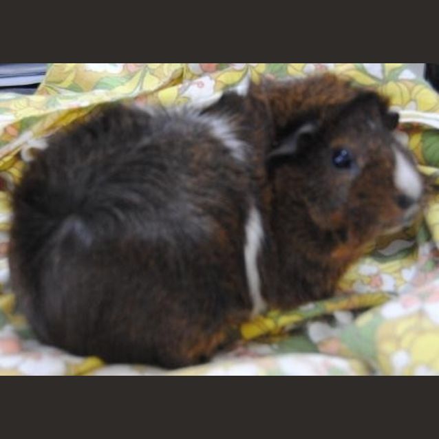 Photo of Maisy