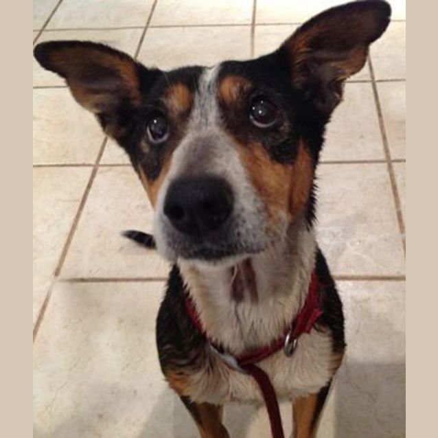 Photo of Lucky