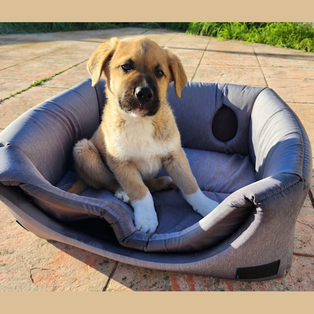 Photo of Huxley