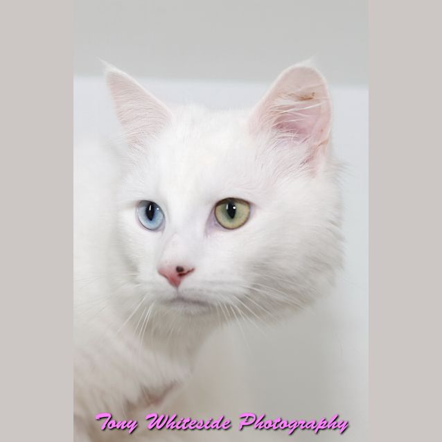 Photo of Maverick