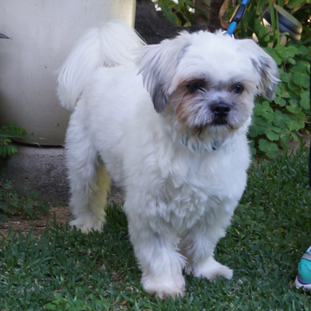 Photo of Gizmo
