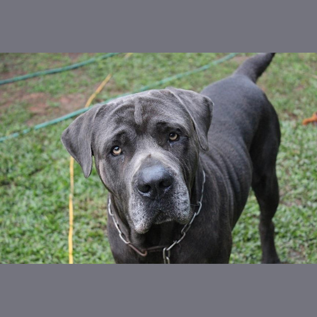 Photo of Diesel