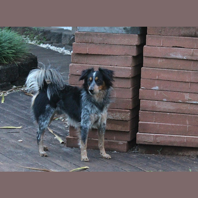 Photo of Huey