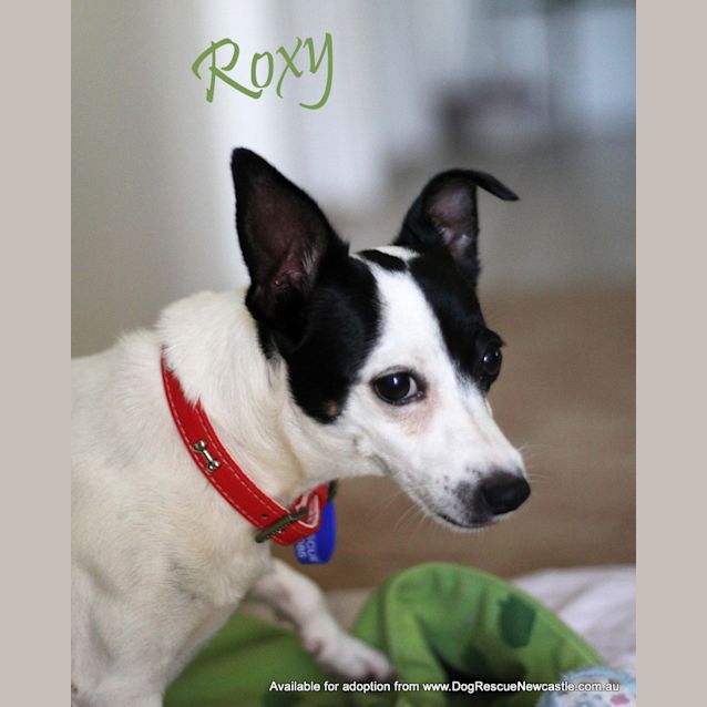 Photo of Roxy (On Trial 3/9/13)