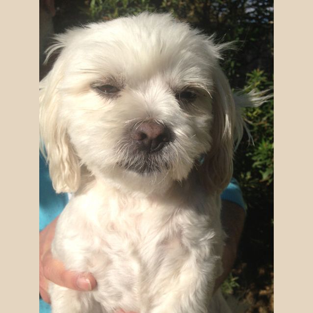 Photo of Tango
