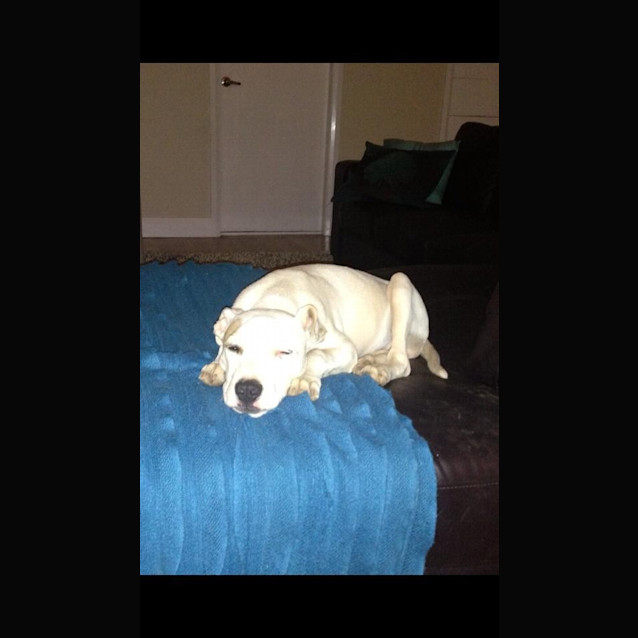 Photo of Baxter