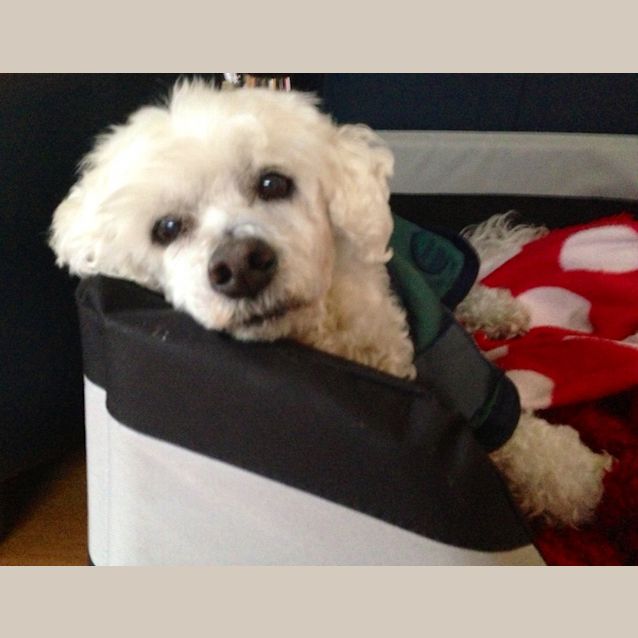 Photo of Charlie